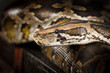 Python Snake Head Close-up