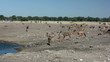 Impala herde am Wasserloch