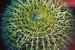 Close up of cactus spines