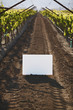 Blank placard in vineyard row