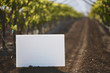 Blank placard in vineyard row