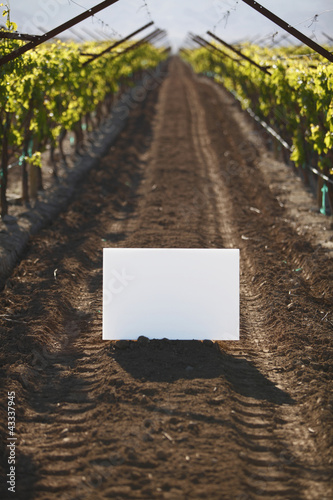 Photo: Blank placard in vineyard row Blank placard in vineyard row