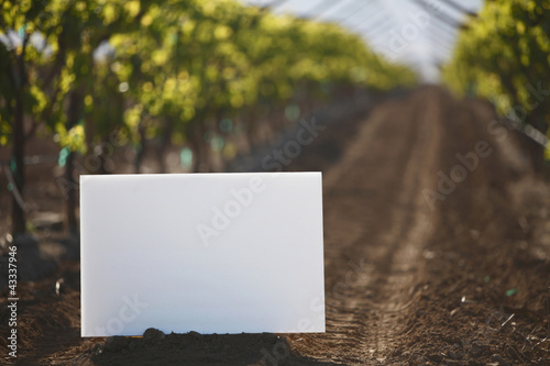 Photo: Blank placard in vineyard row Blank placard in vineyard row