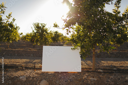 Photo: Blank placard in orchard Blank placard in orchard