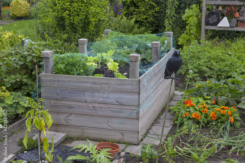 Photo: Hochbeet im Gemüsegarten Hochbeet im Gemüsegarten