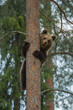 Photo: Brown bear climbing tree in Tiaga forest Brown bear climbing tree in Tiaga forest