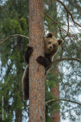 Photo: Brown bear climbing tree in Tiaga forest Brown bear climbing tree in Tiaga forest