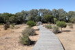 Wooden walkway in the Doñana National Park, Spain