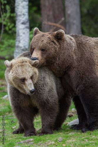 Foto: Brown bear love in Tiaga forests Brown bear love in Tiaga forests