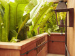 Lush foliage and walkway