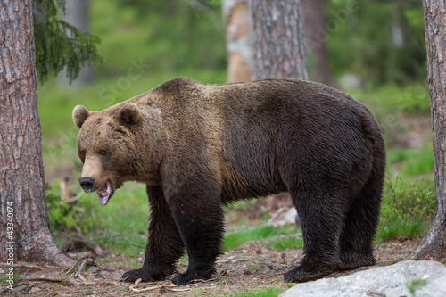 Photo: Brown bear in Tiago forest Brown bear in Tiago forest