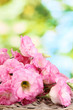 bouquet of eustoma flowers, on green background