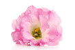 pink eustoma flower isolated on white