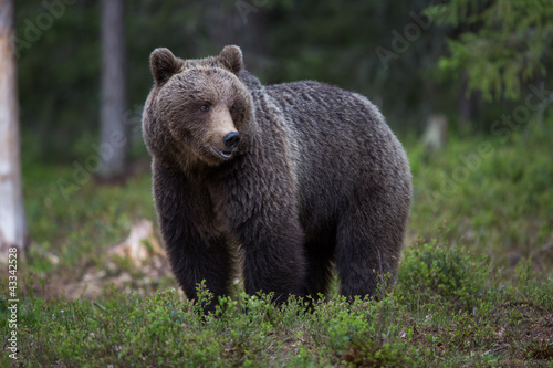 Photo: Brown bear in Tiago forest Brown bear in Tiago forest
