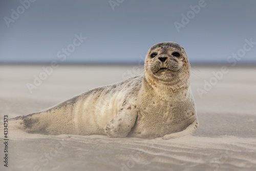 Foto: Meeressäuger: Junger Seehund am Strand Meeressäuger: Junger Seehund am Strand
