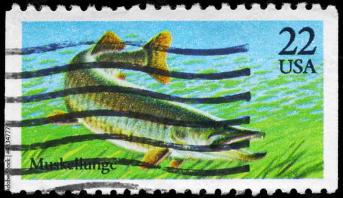 Photo: USA - CIRCA 1986 Muskellunge USA - CIRCA 1986 Muskellunge