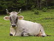 Tiroler Grauvieh