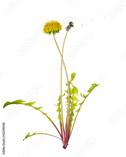 Photo: dandelion two generations dandelion two generations