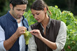 Couple examining grape vine
