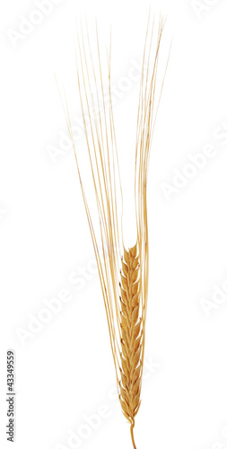 Foto: single ear of barley isolated on white single ear of barley isolated on white