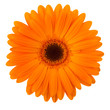 Orange daisy flower isolated on white
