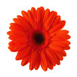 Red daisy flower isolated
