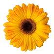 Yellow daisy flower isolated on white