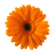 Orange daisy flower isolated