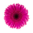 Pink daisy flower isolated