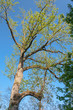 Laubbaum