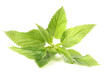 Nettle