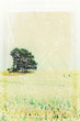 pine on farmland I