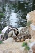 Pinguinvater hilft seinem Küken aus dem Ei