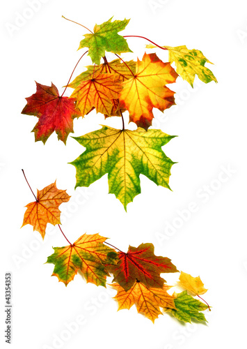 Foto: Arrangement aus Herbstblättern Arrangement aus Herbstblättern