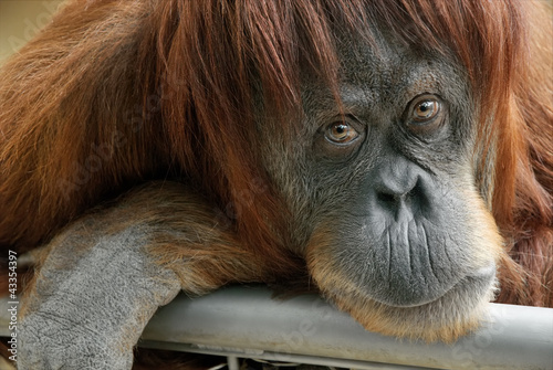 Photo: Portrait eines schönen Orang-Utan Weibchens Portrait eines schönen Orang-Utan Weibchens