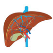 structure of the human liver