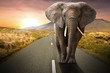 Elephant walking on the road at sunset