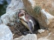 Pinguinmutter mit gerade schlüpfendem zweiten Küken