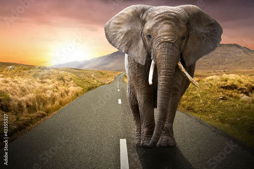 Photo: Elephant walking on the road at sunset Elephant walking on the road at sunset