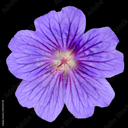 Photo: Beautiful Purple Geranium Flower with Isolated Beautiful Purple Geranium Flower with Isolated