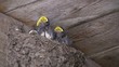 Video: repas des bébés hirondelles repas des bébés hirondelles
