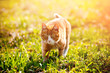 Redheaded cat on green grass