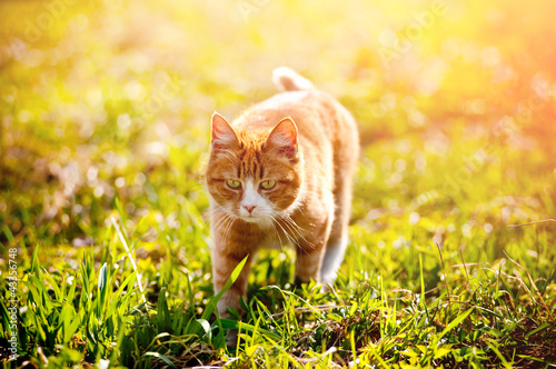 Photo: Redheaded cat on green grass Redheaded cat on green grass