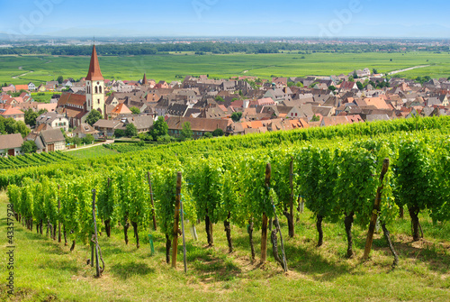Photo: Vignoble à Ammerschwihr , Alsace (Fr). Vignoble à Ammerschwihr , Alsace (Fr).