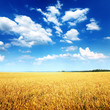 Photo: Wheat field and blue sky with white clouds Wheat field and blue sky with white clouds