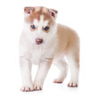 Cute little husky puppy