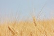 Campo di grano