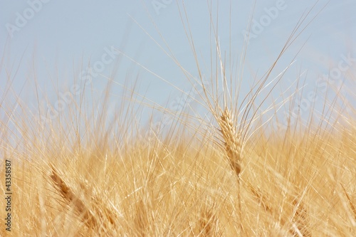 Photo: Campo di grano Campo di grano