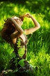 brunette sitting on green grass