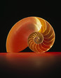 Cross-section of nautilus shell